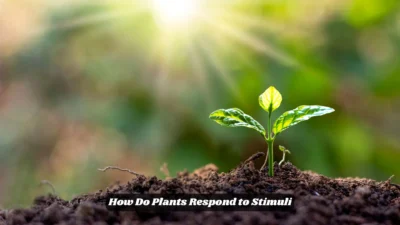 How Do Plants Respond to Stimuli